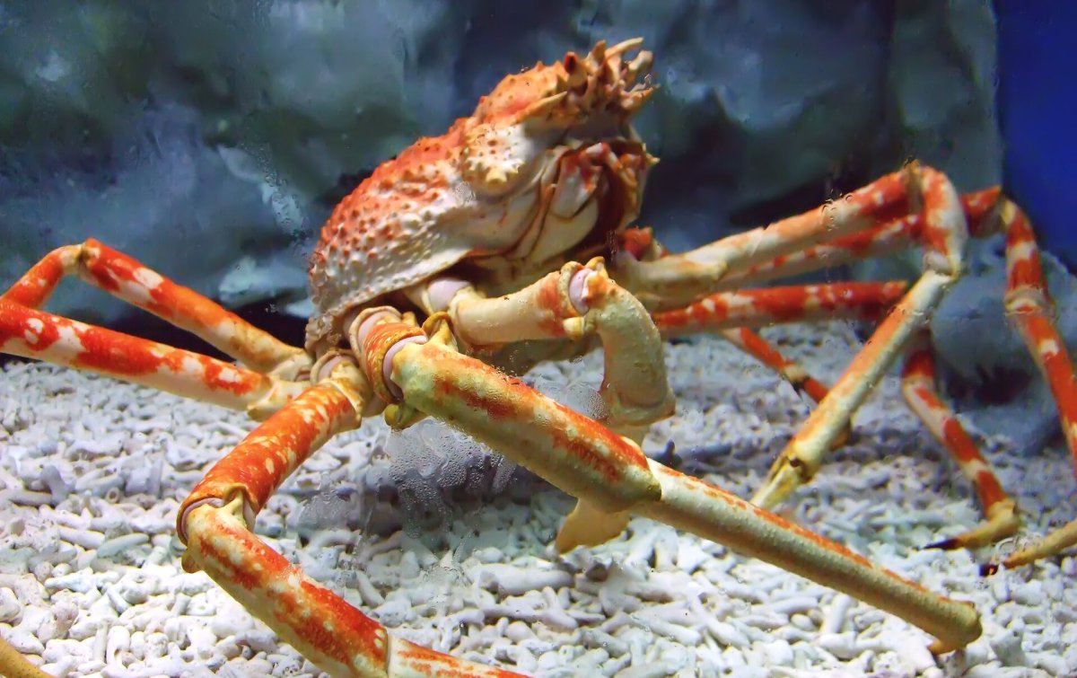 Мексиканский краб