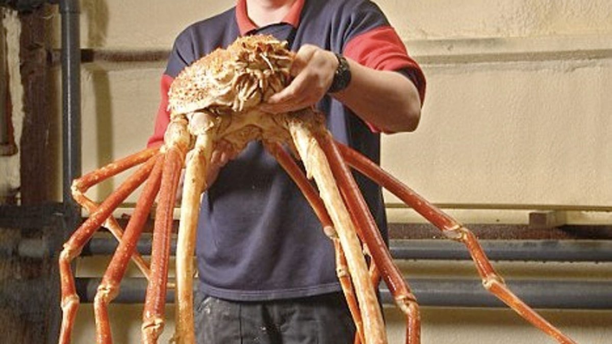 Самых при самых больших крабов