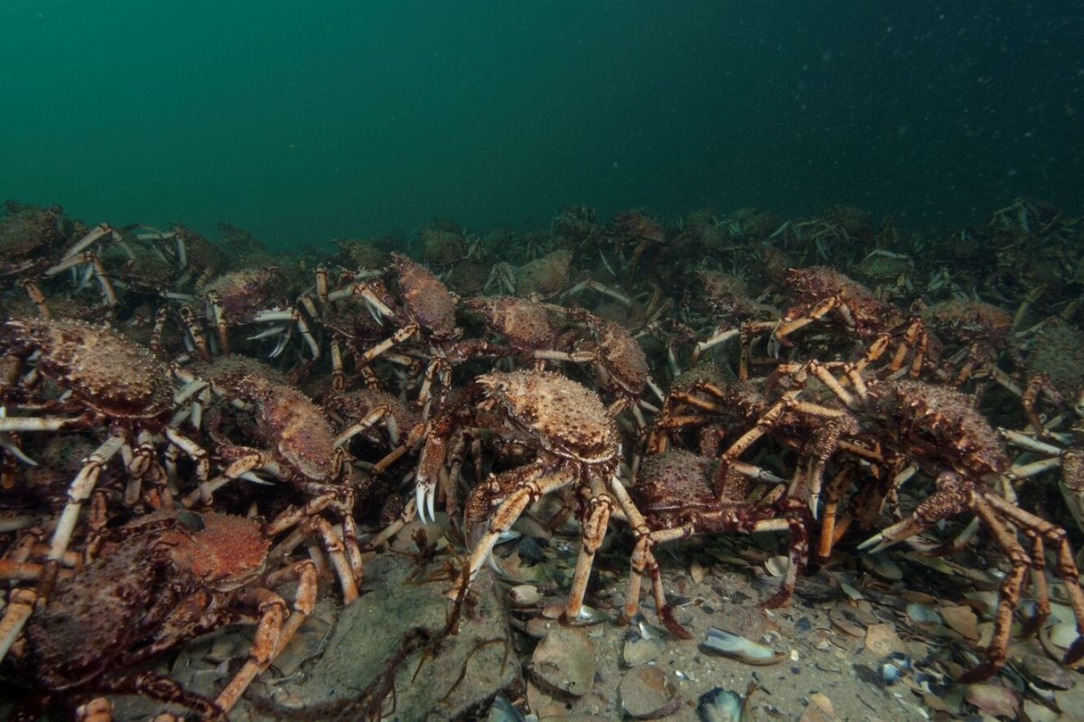 Тасманский гигантский краб