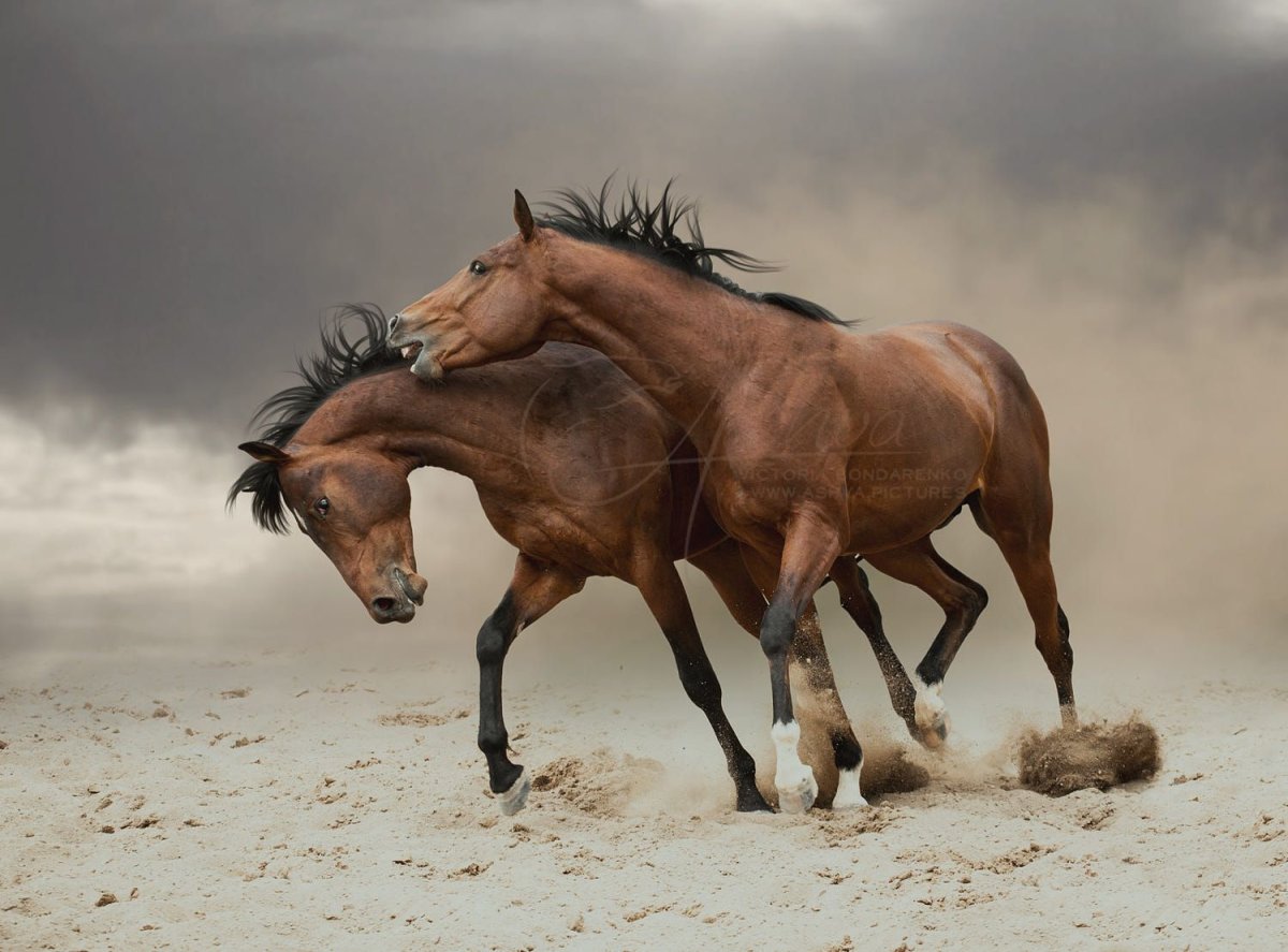 Лошадь для детей