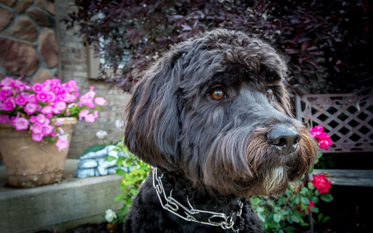 Собака с усами и бородой