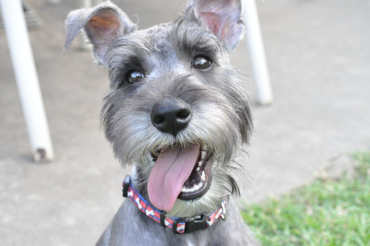 Миттельшнауцер лысый