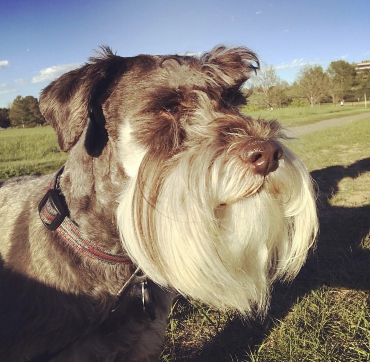 Чихуахуа сторожевая собака