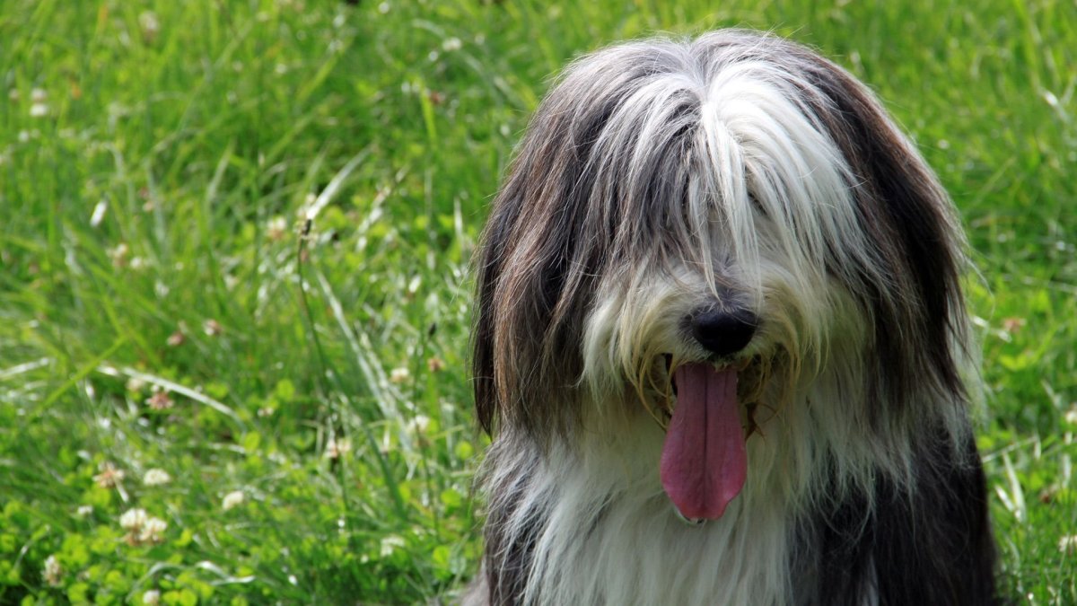 Бородатый колли стрижка