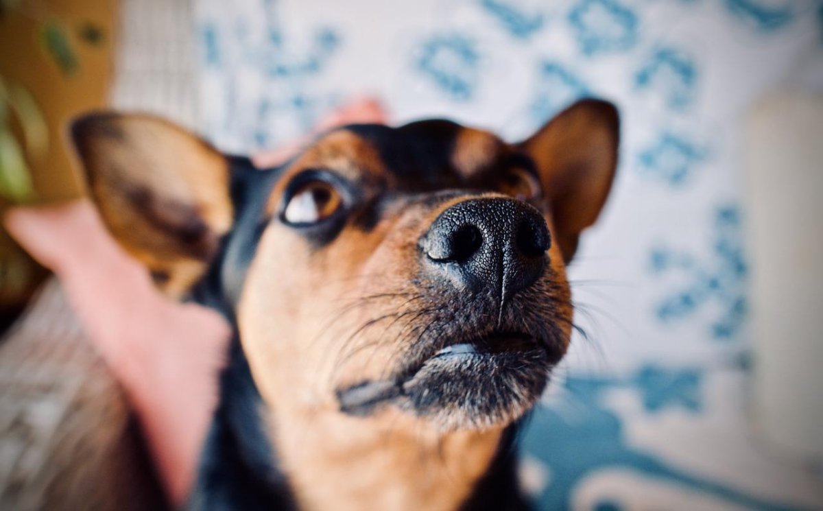 Усы у собак