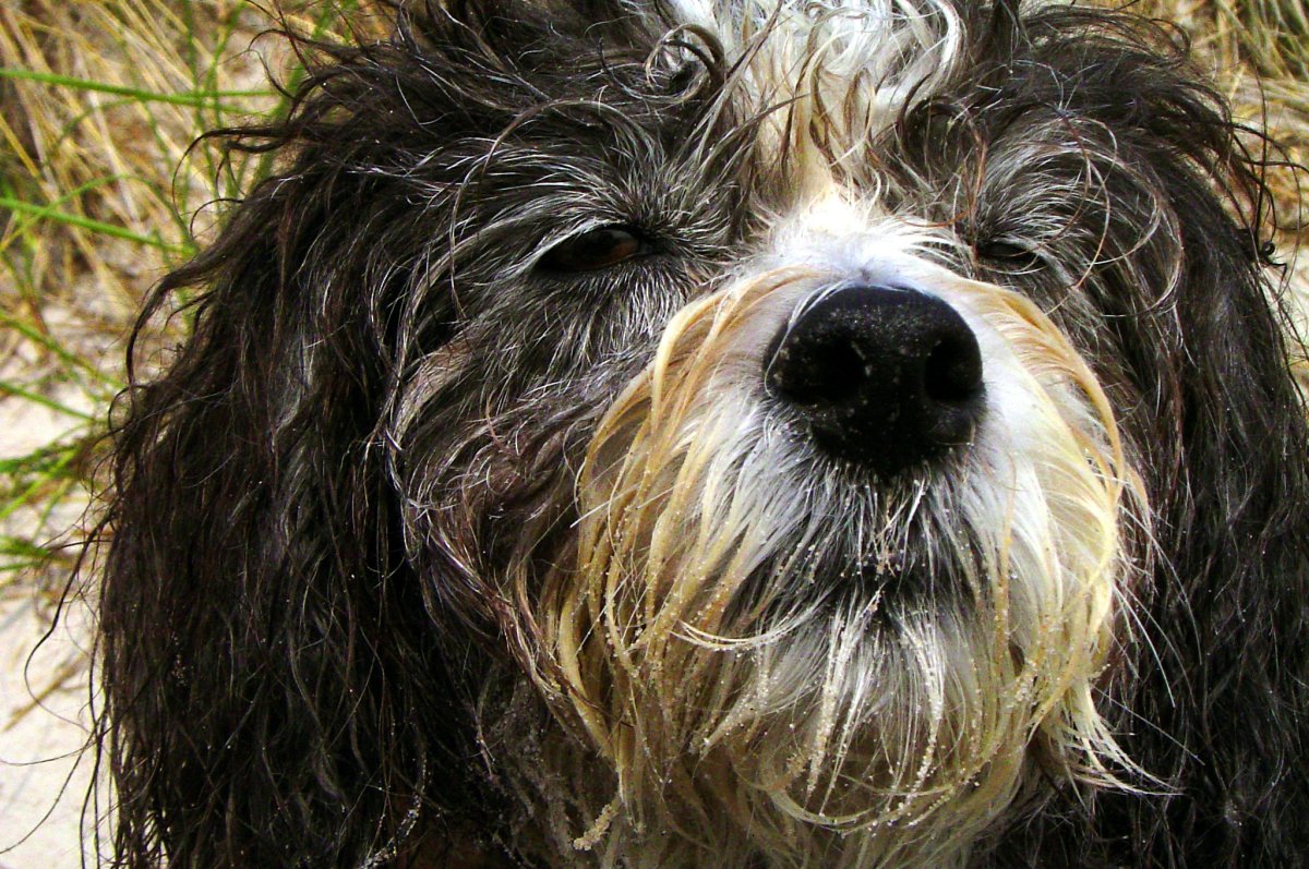 Мокрая взъерошенная собака