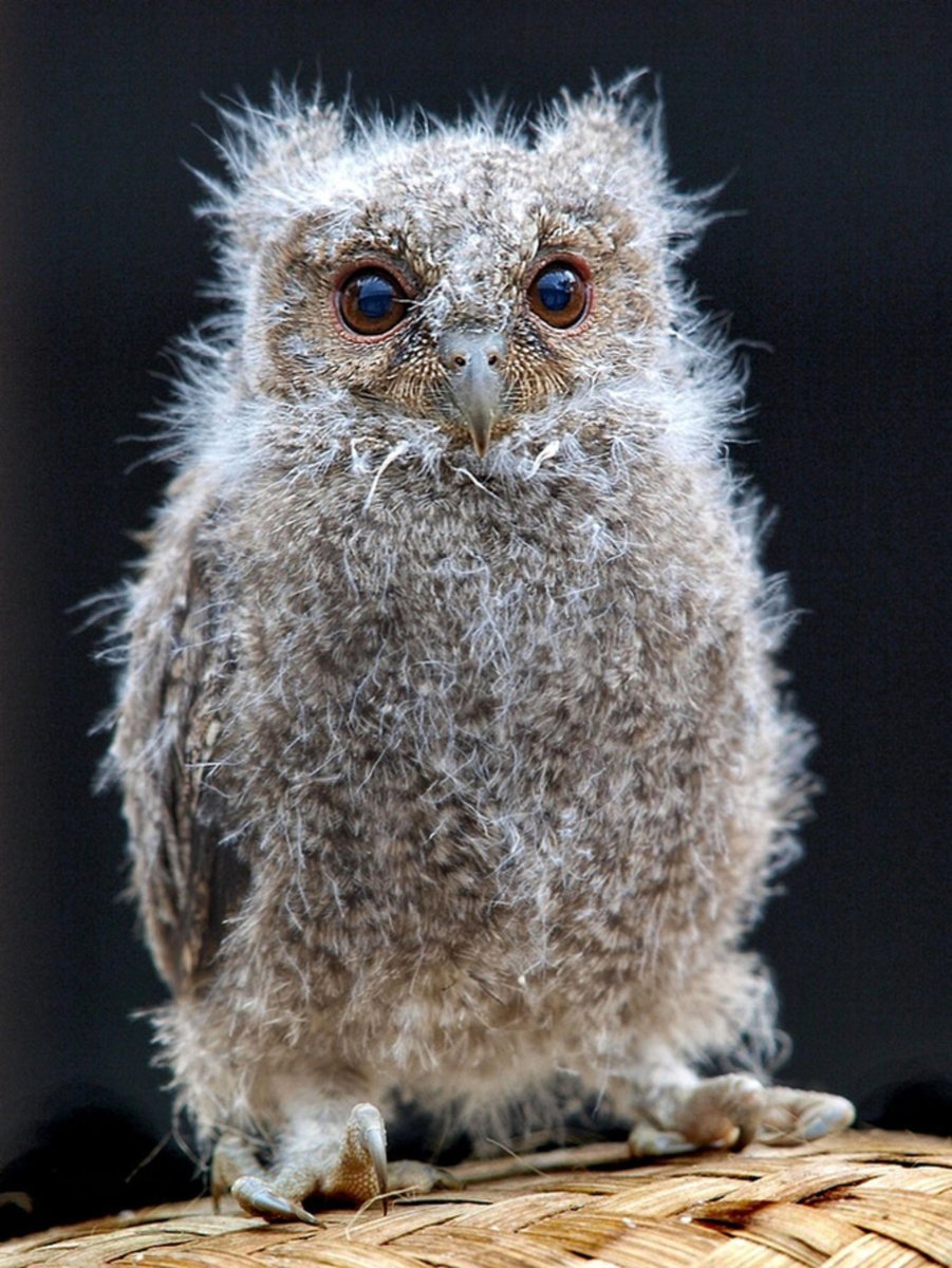 Лохматый Совенок