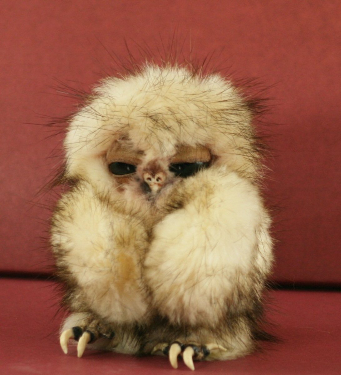 Сова сипуха птенец