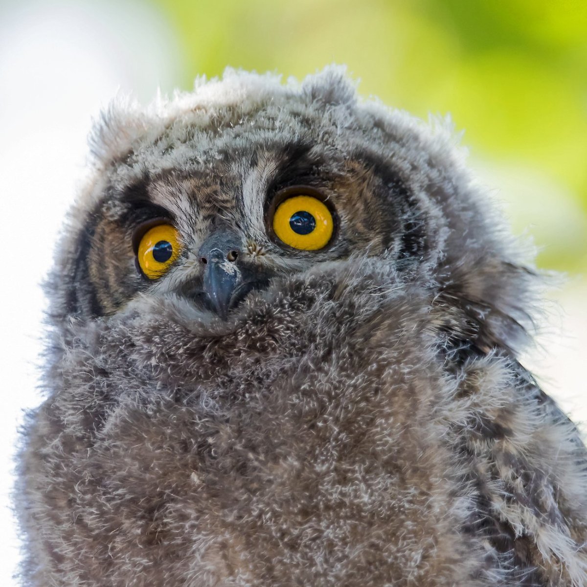 Белолицая сплюшка