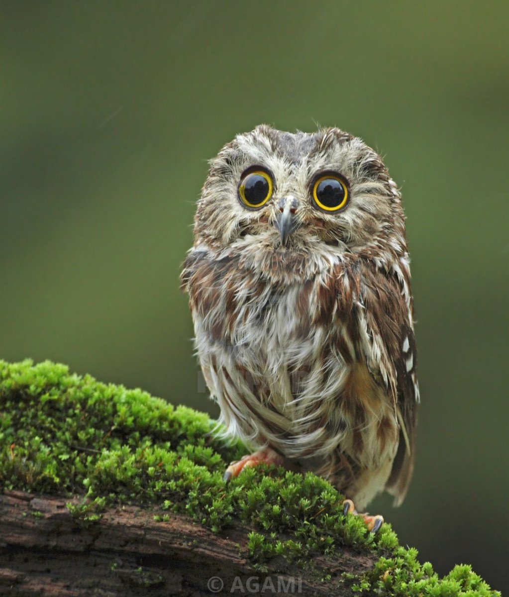 Ушастая Сова птенец
