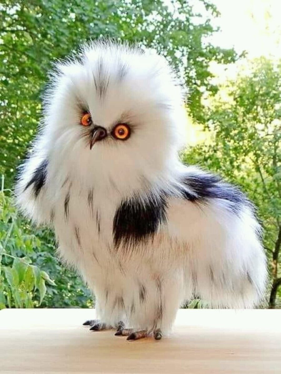 Пушистые животные