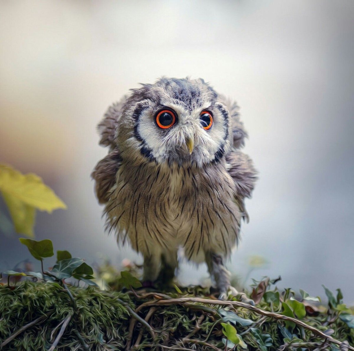 Пушистая Сова