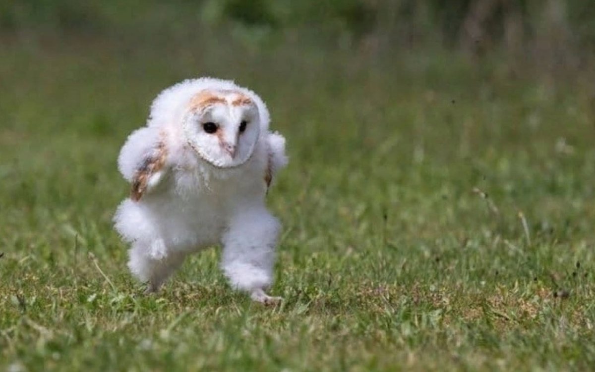 Самые красивые Совы