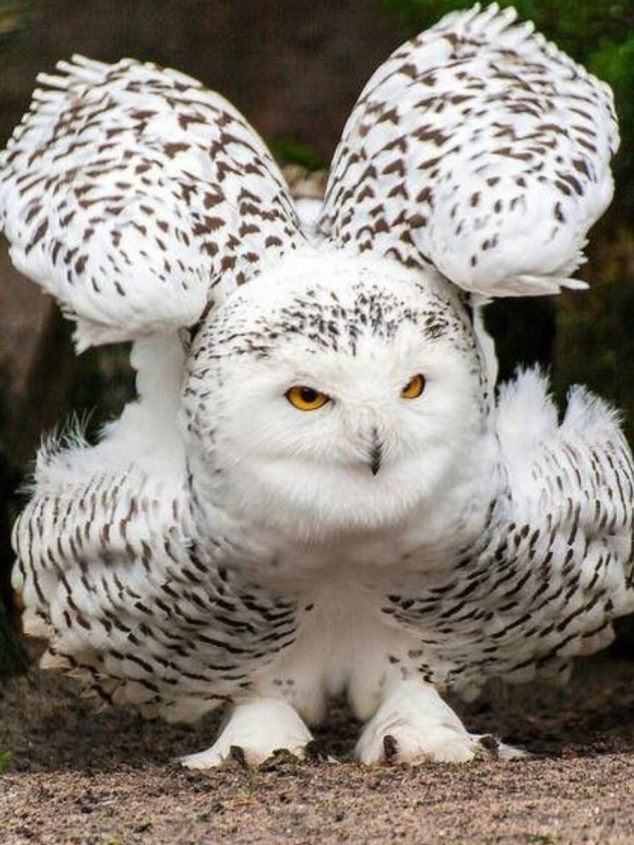 Совообразные зимой