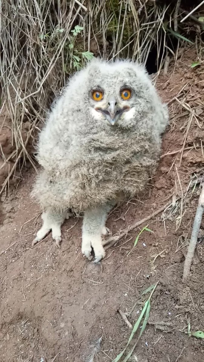 Милый Совенок