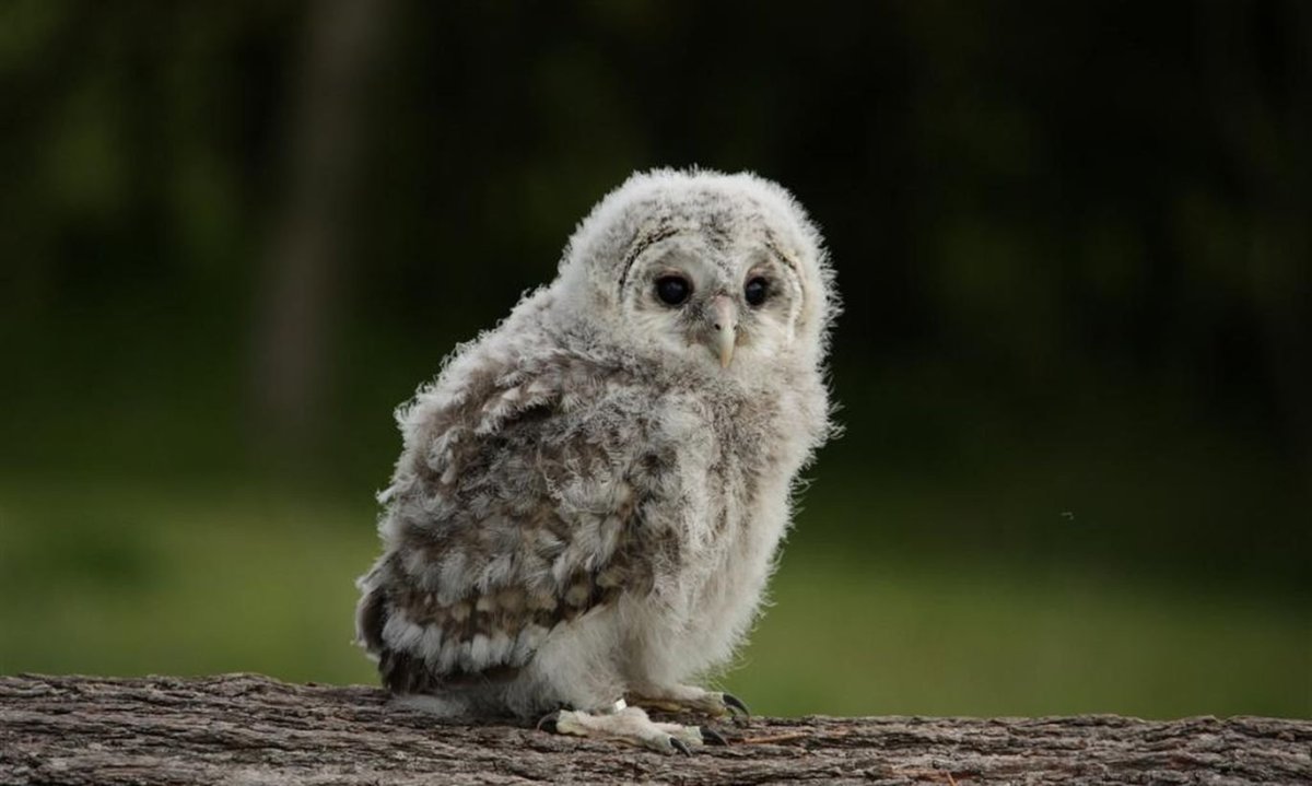 Белая Полярная Сова с птенцами