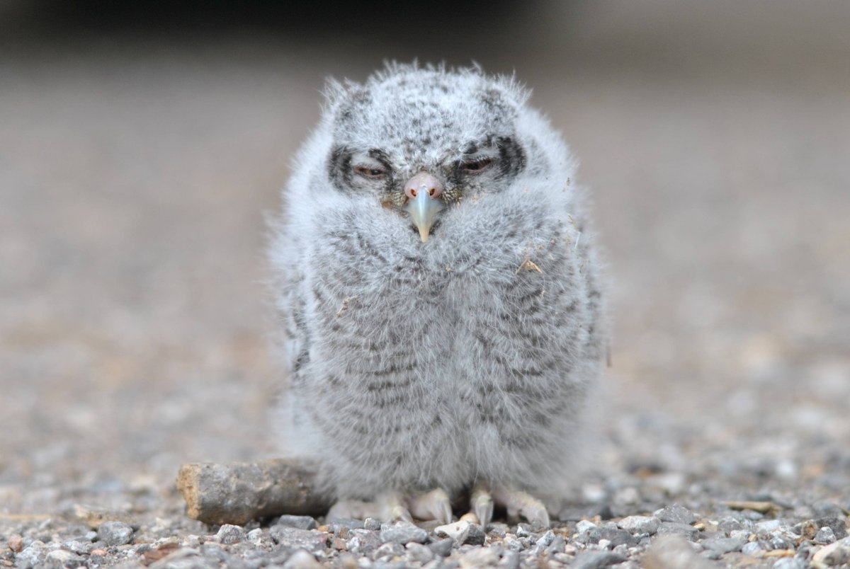 Пушистый Совенок