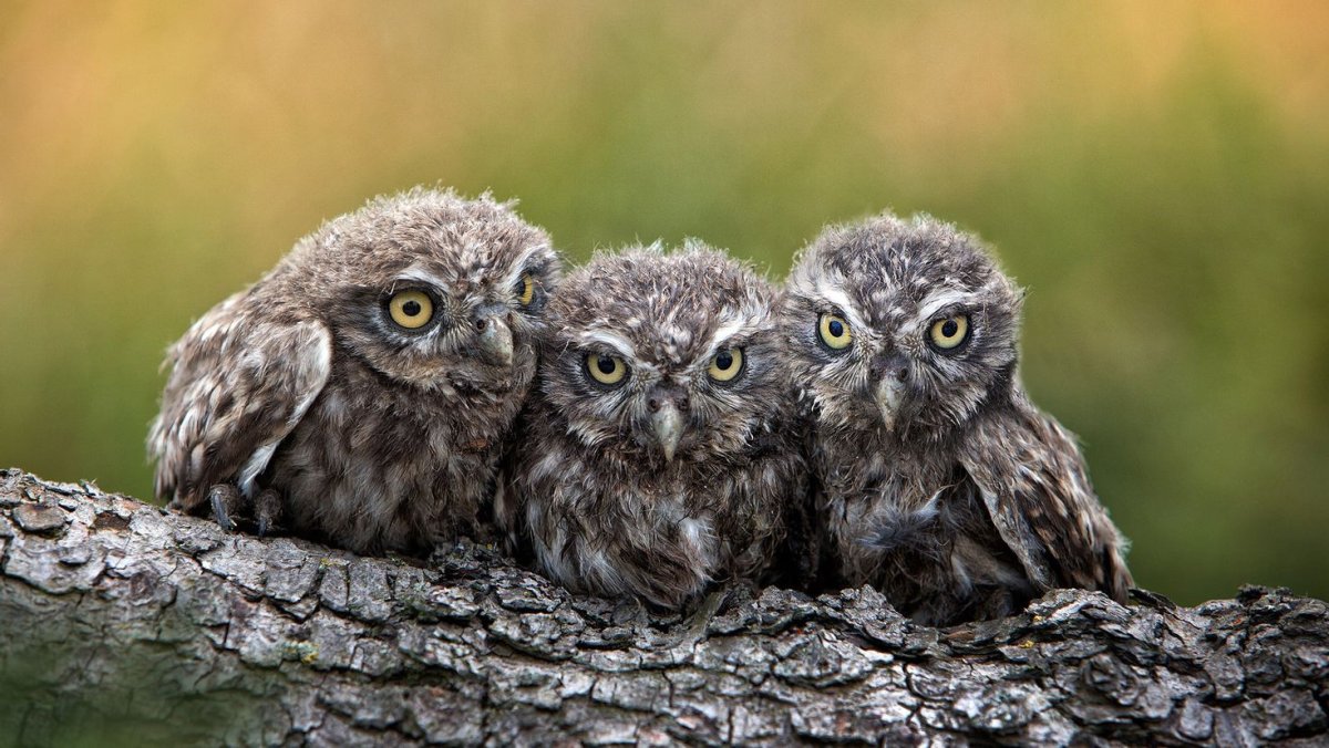 Пушистый Совенок