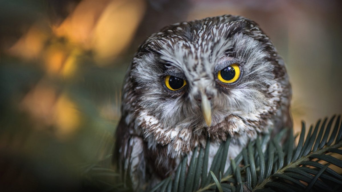 Пушистая сова