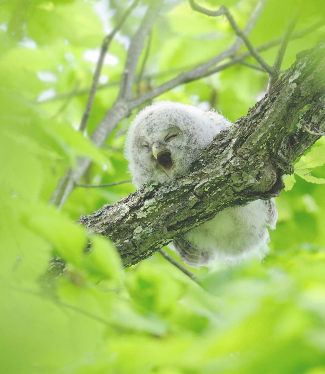 Няшные Совы