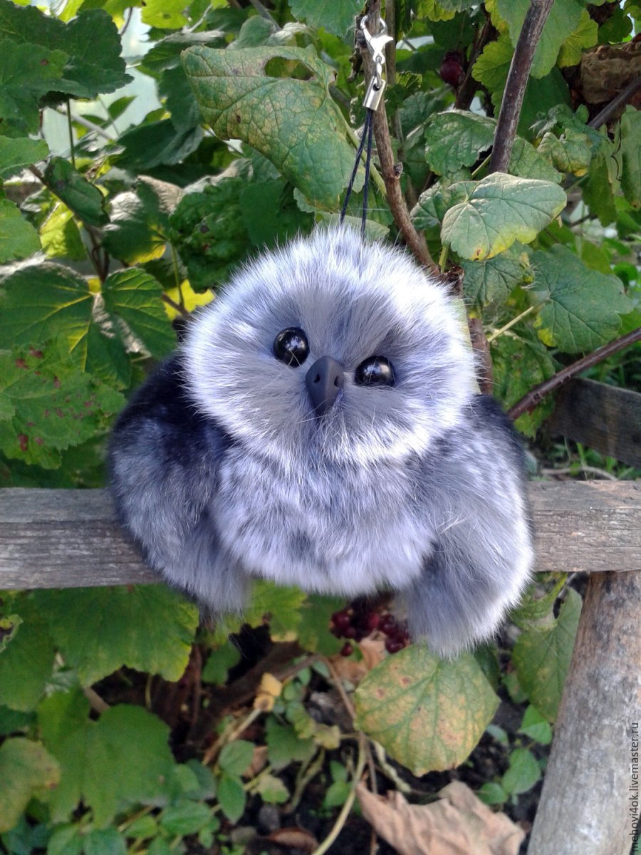 Североамериканский мохноногий Сыч птенец