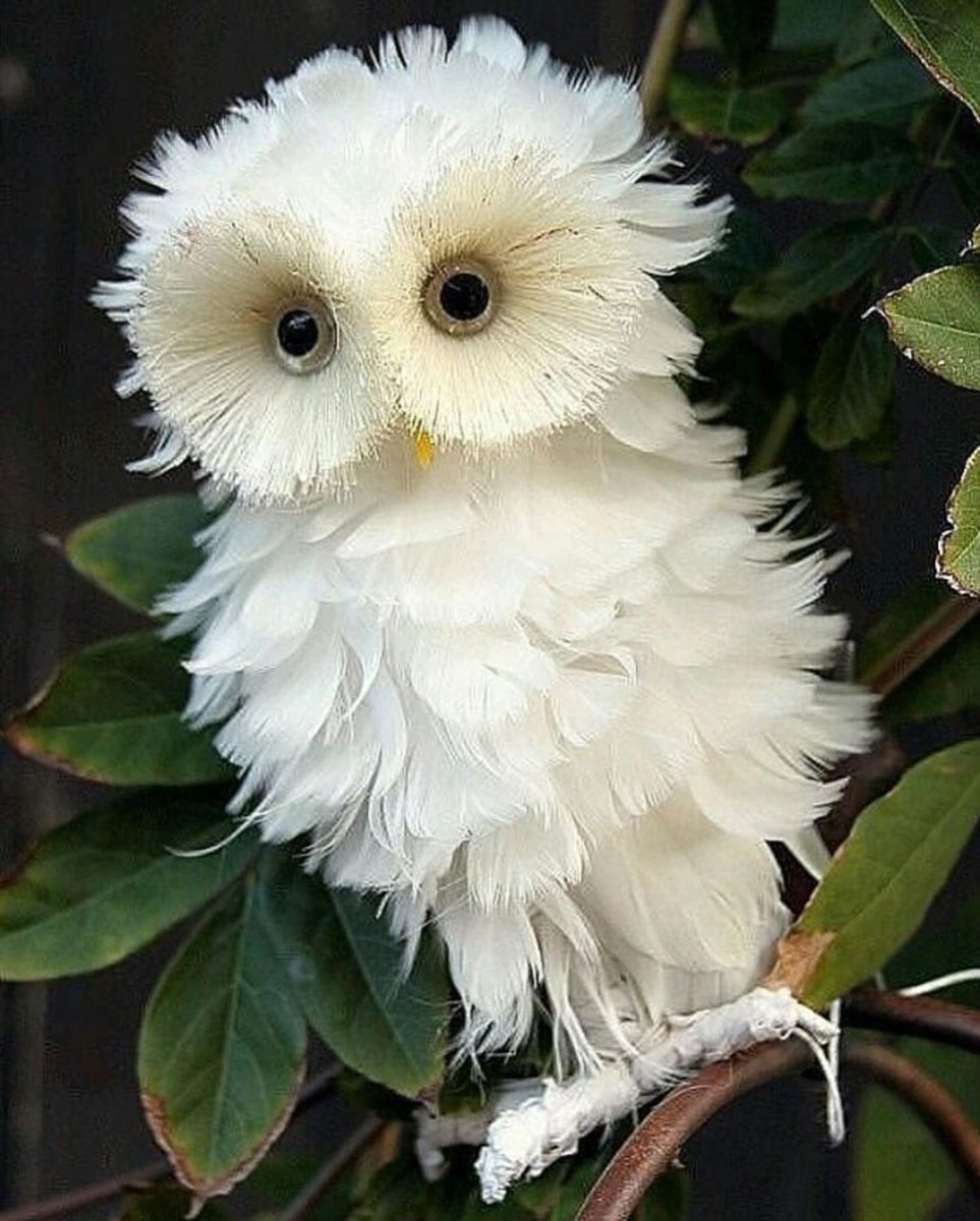 Сказочные существа