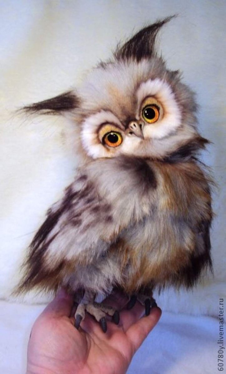 Сова мохноногий Сыч