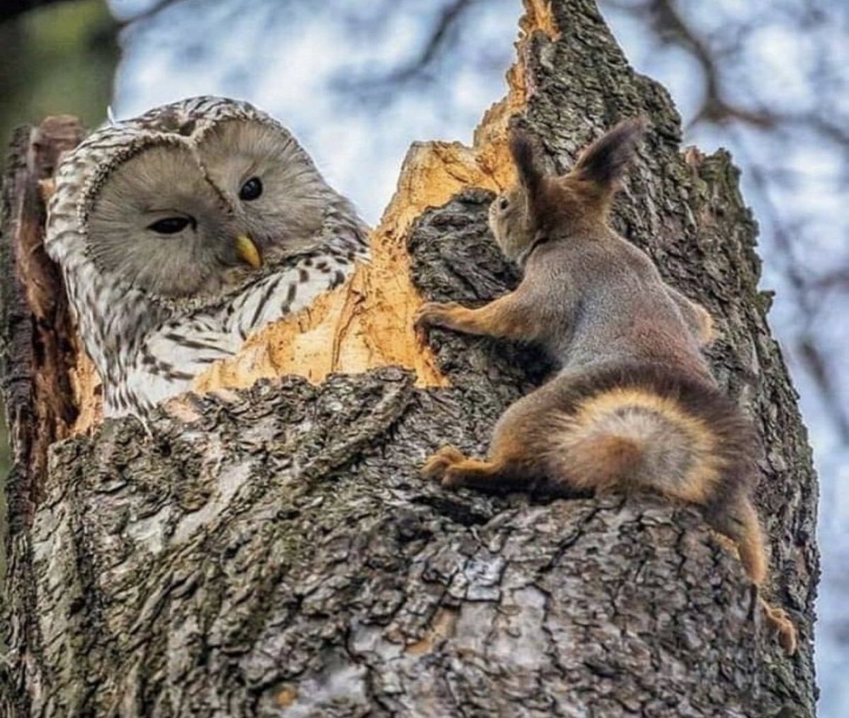Карликовая Сова сипуха