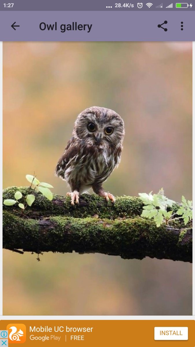 Совообразные интересные факты