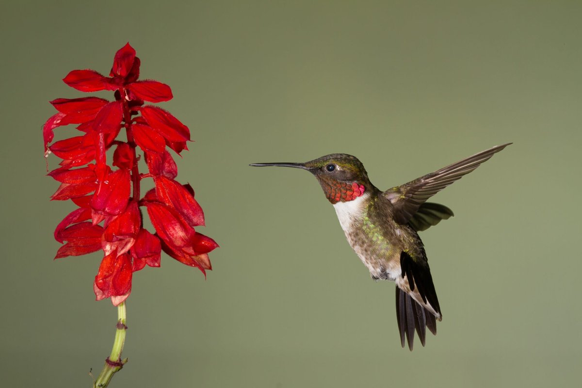 Idol Boueitai Hummingbird