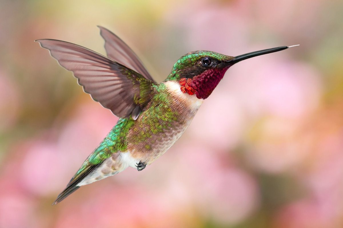 Рубиновогорлый Колибри