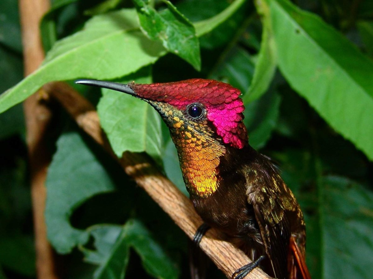 Топазо рубиновый Колибри