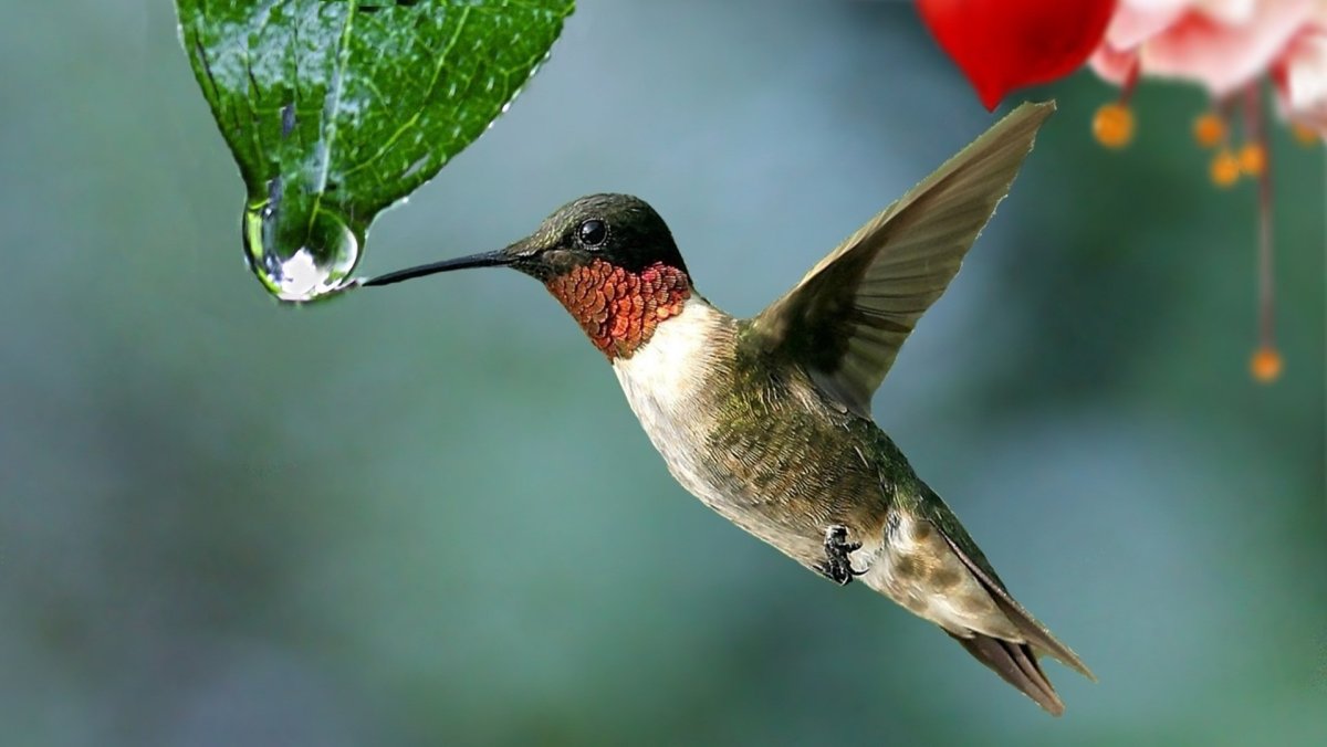 Колибри (подотряд)