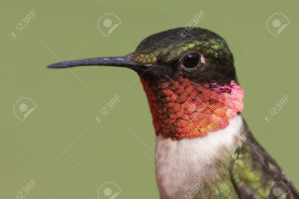 Скворец фото птицы