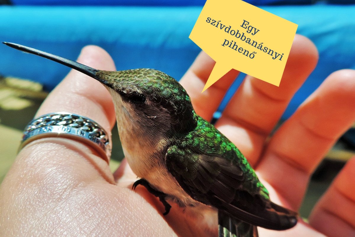 Колибри на рабочий стол