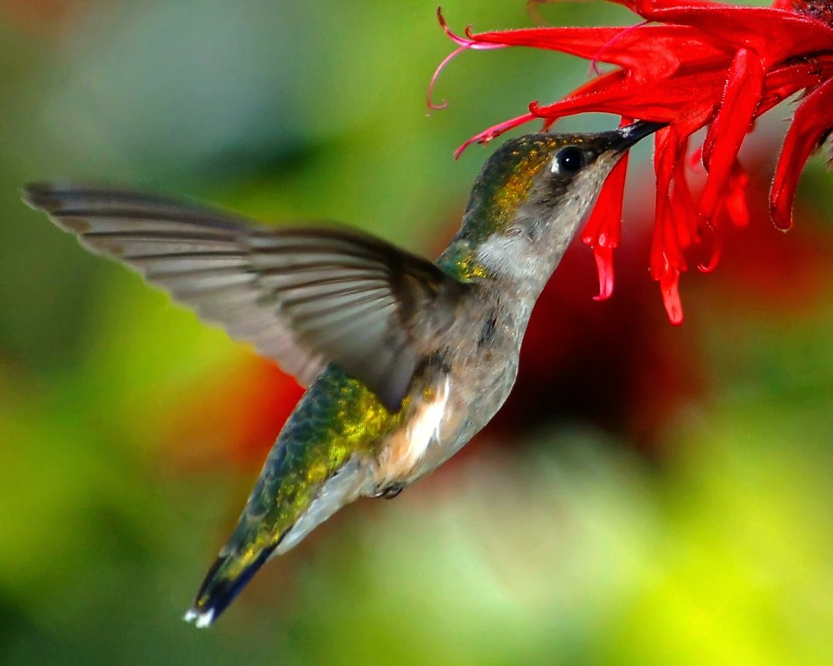Обыкновенный Рубиновогорлый Колибри