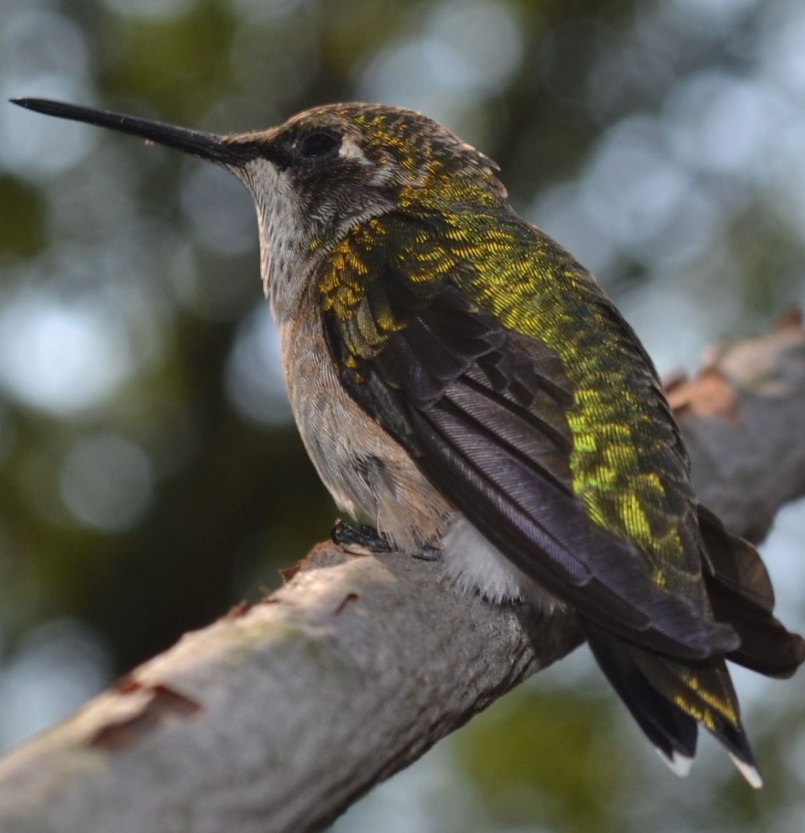 Колибри архилохус