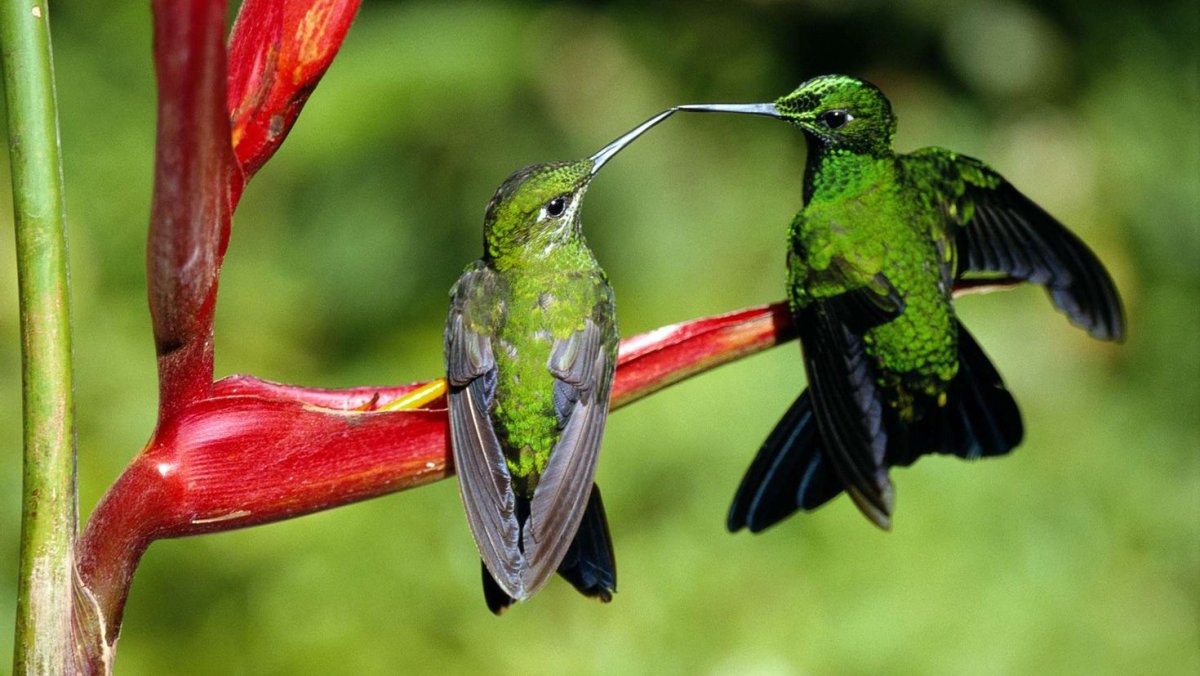 Дивный Шпательтэил