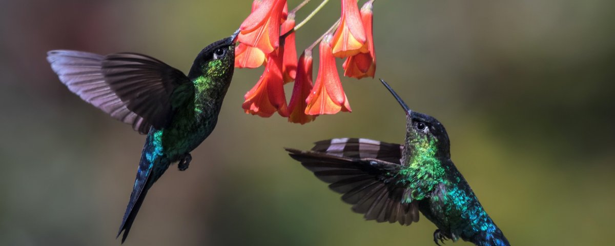 Винногорлая Колибри