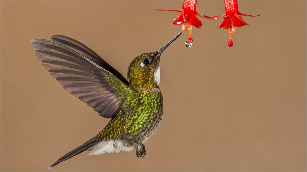 Колибри берлепшева Лесная звезда