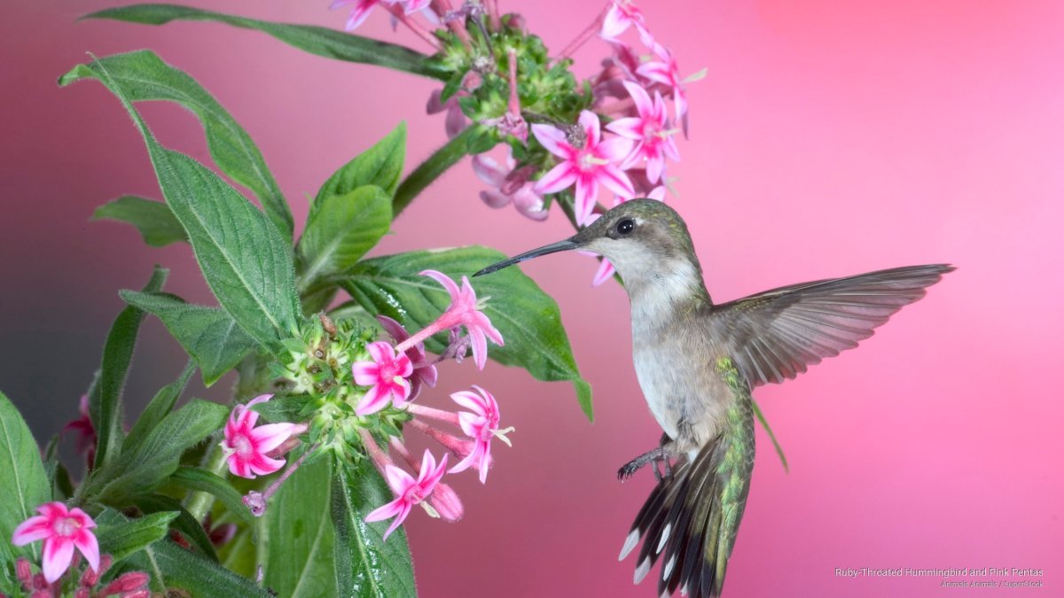 Гибискус и Колибри