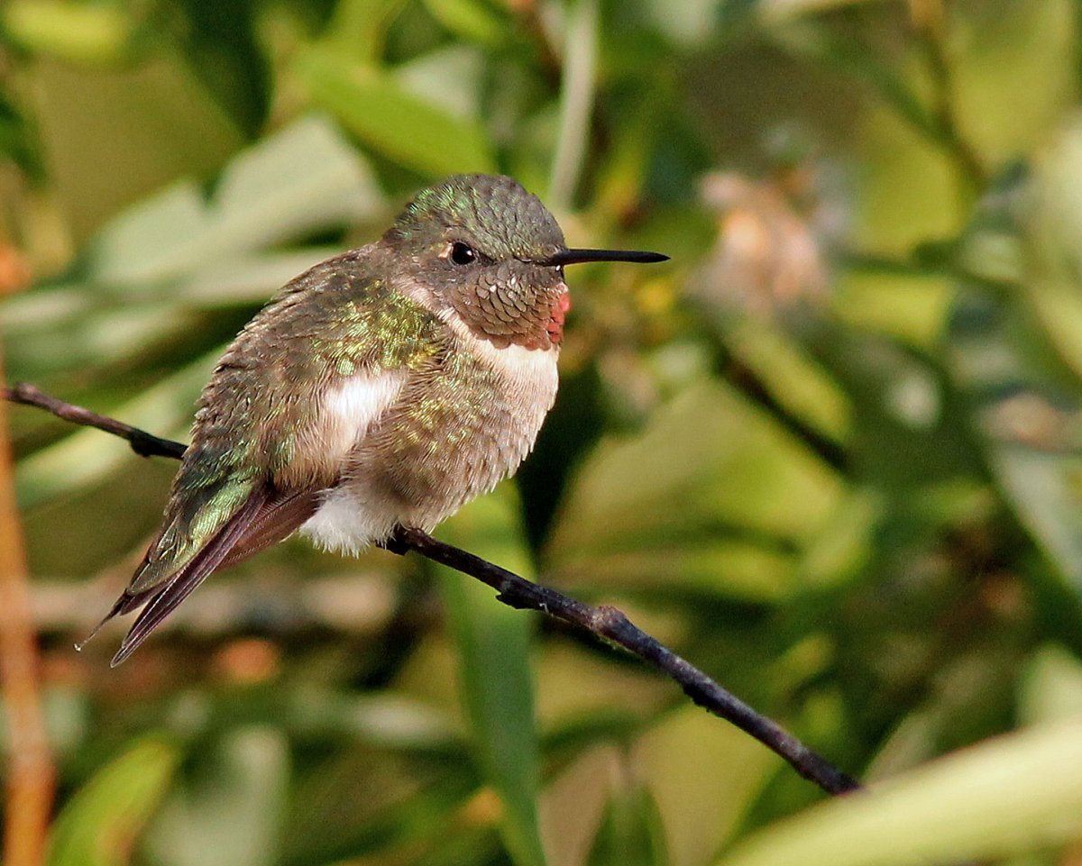 Hummingbird poem