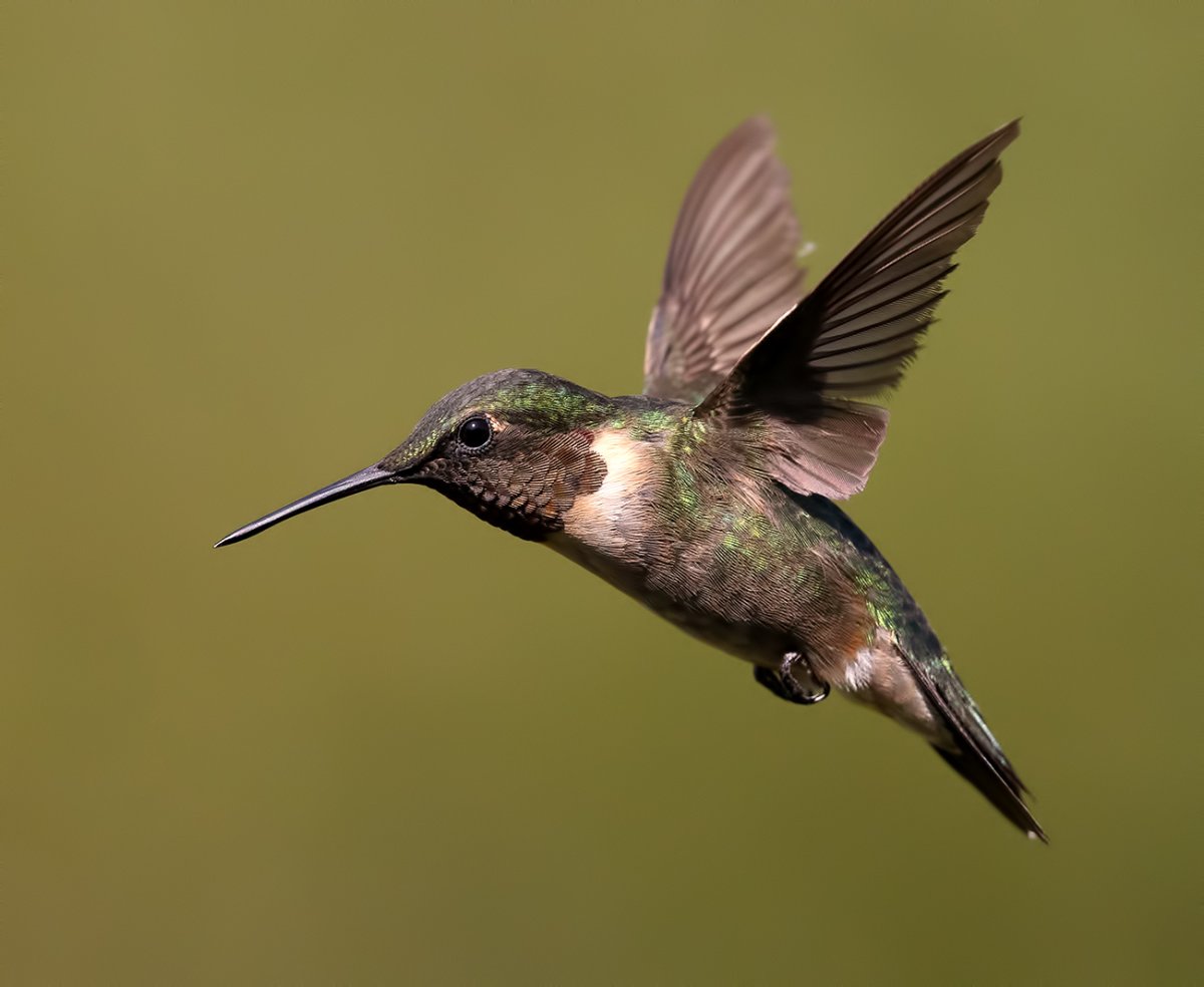 Рубиновогорлый Колибри