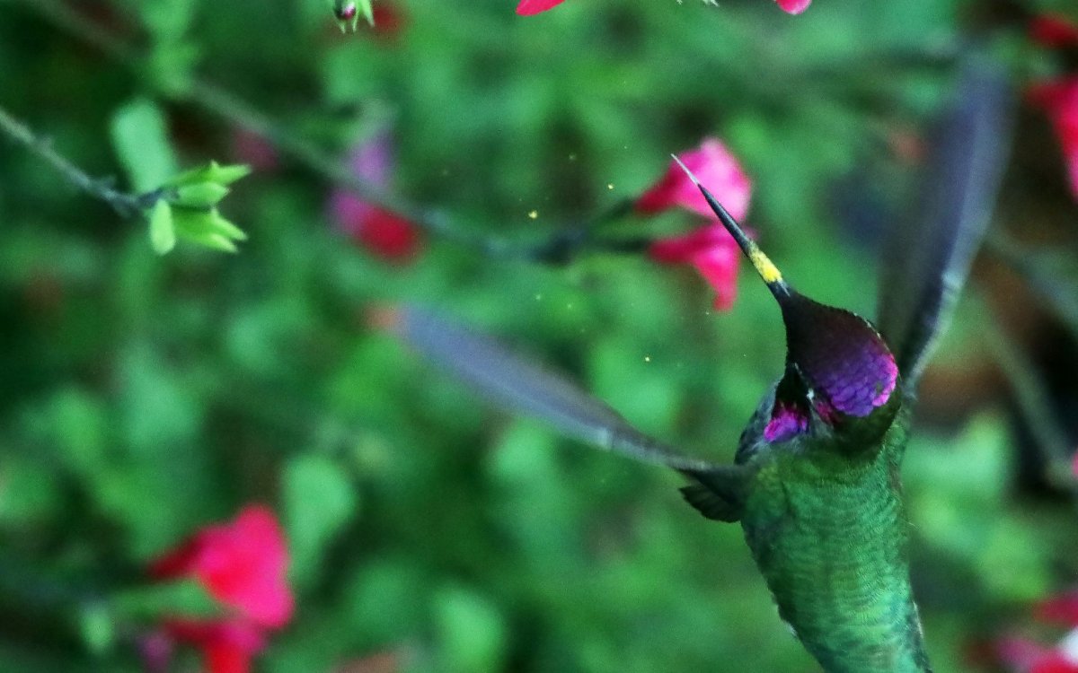 Гибискус и Колибри