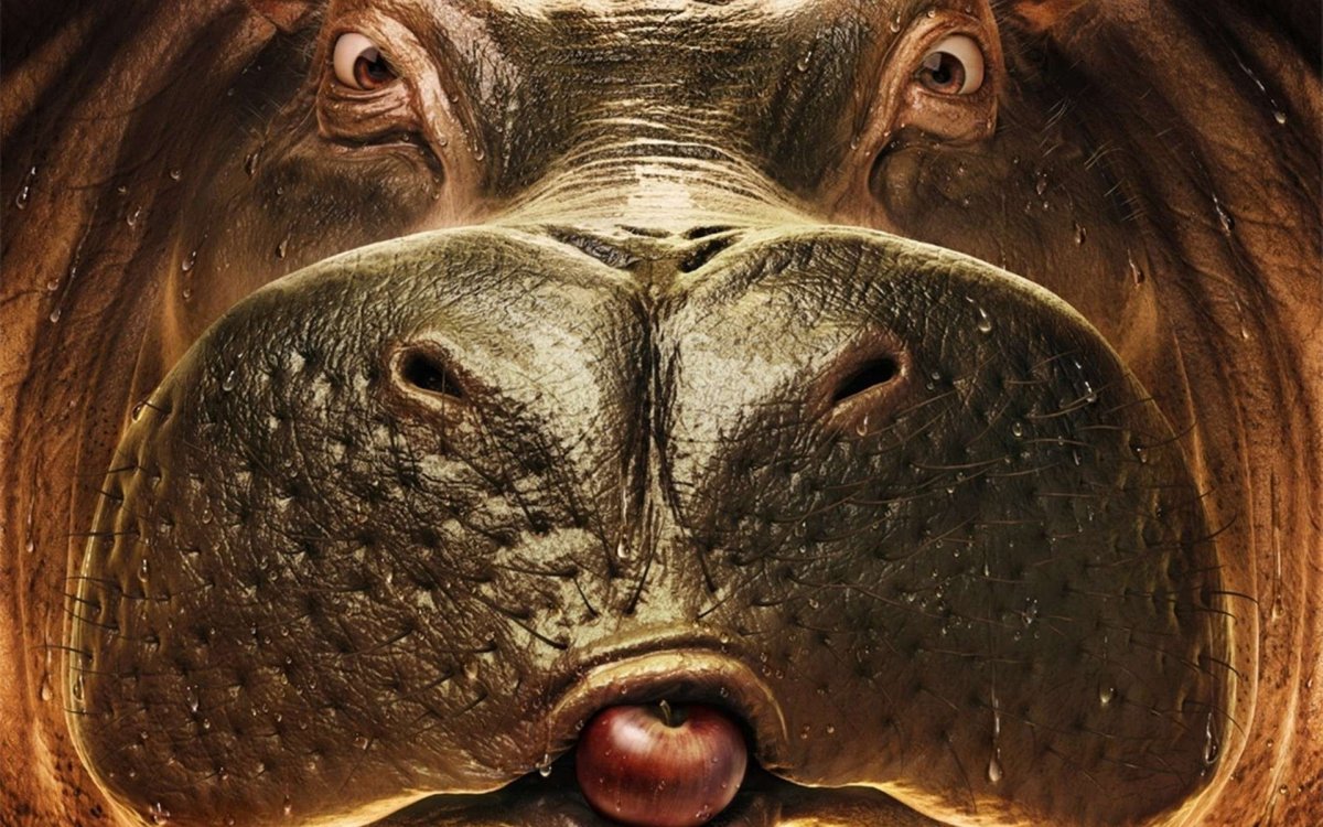 Мордочка бегемота