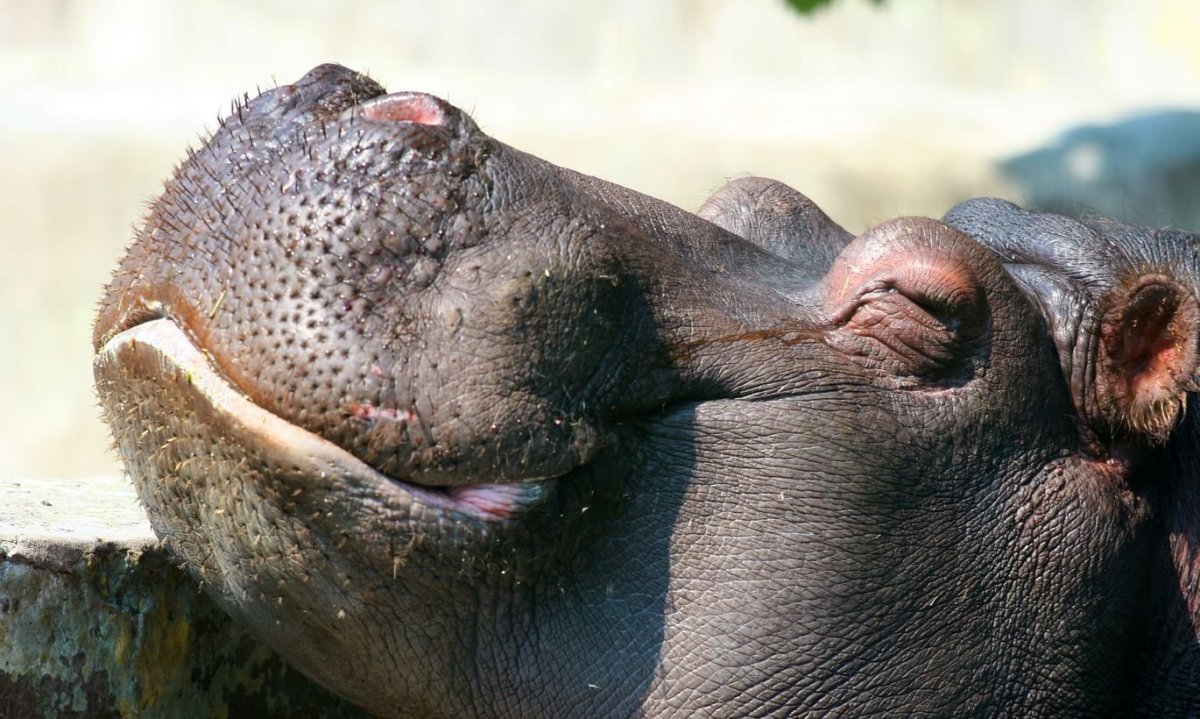 Губы бегемота