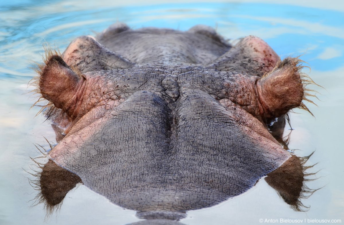 Ушки бегемотика