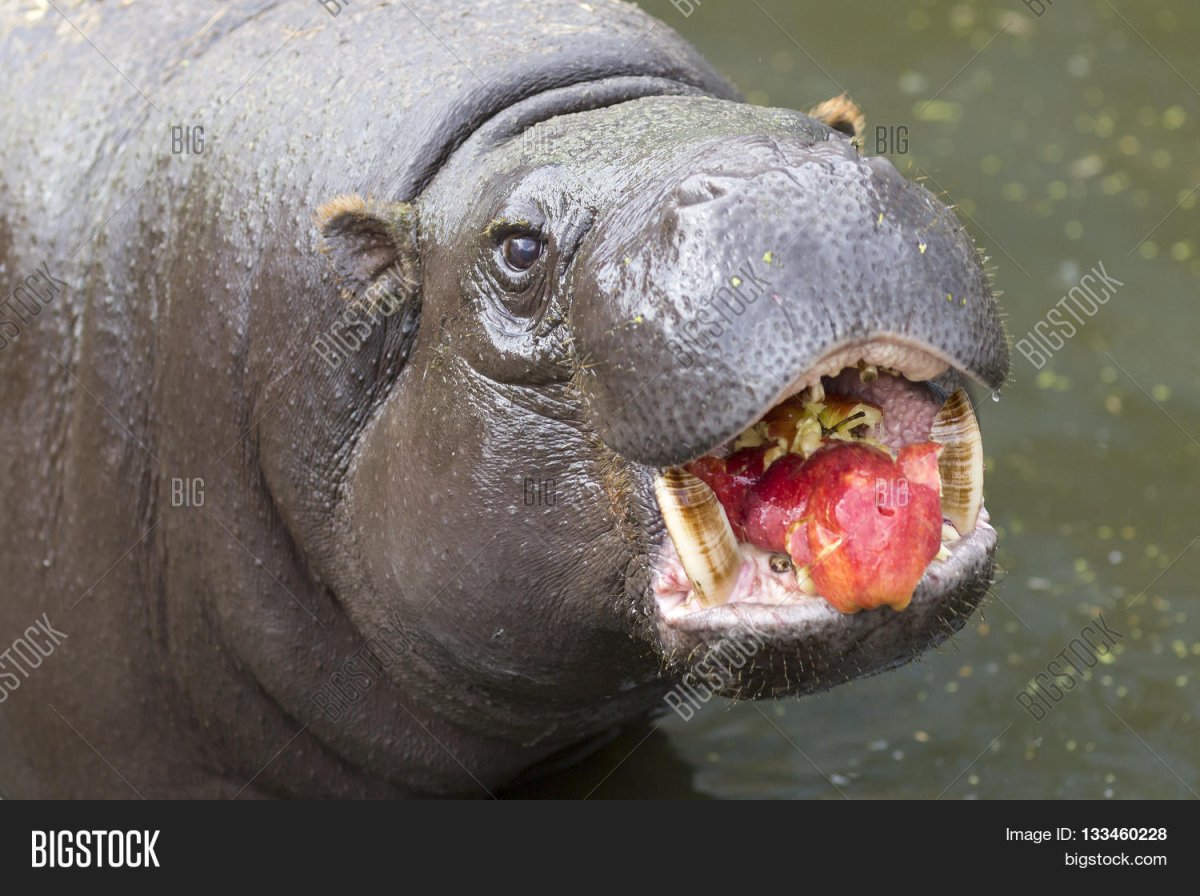 Лицо бегемота