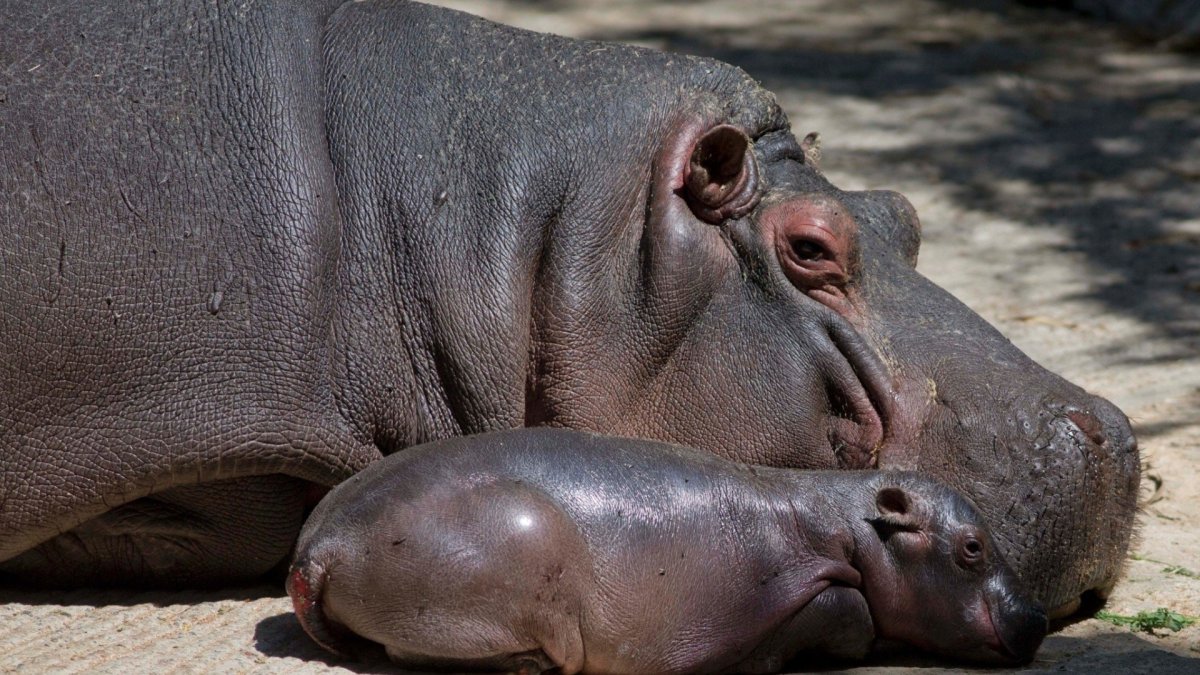 Либерийский карликовый Бегемот Hexaprotodon liberiensis