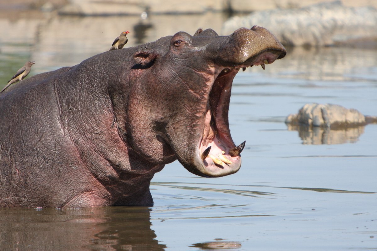 Смешной Бегемот